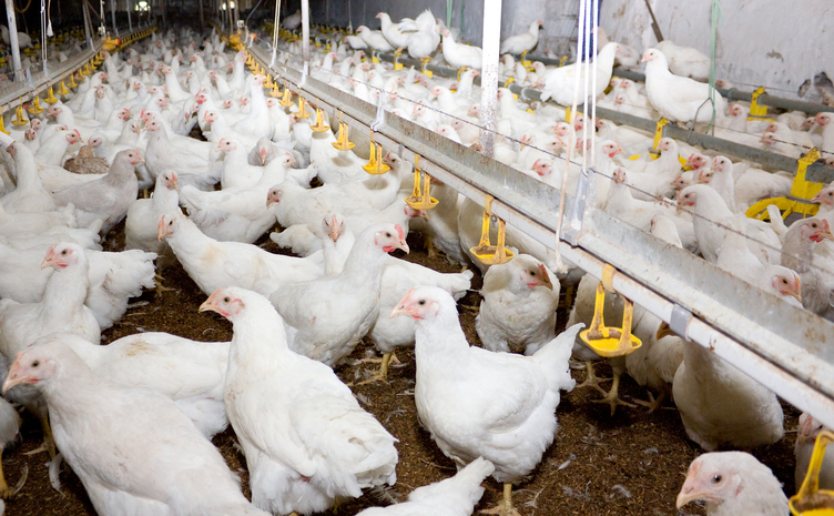 Dozens of broiler chickens feeding.
