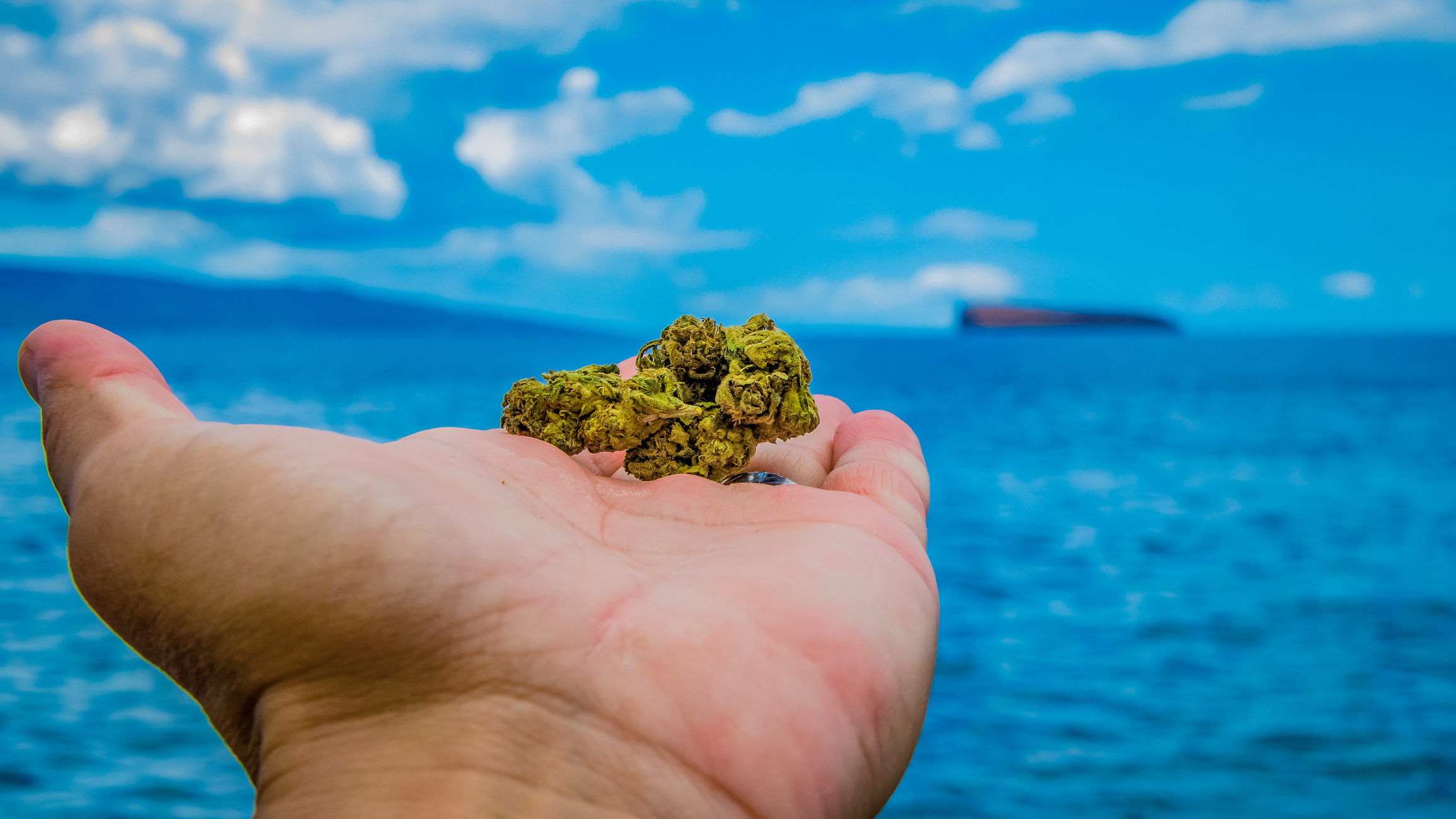 A hand with marijuana buds on the palm, extended towards the ocean
