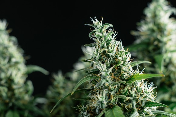 An up-close view of a flowering cannabis plant with a dark background.