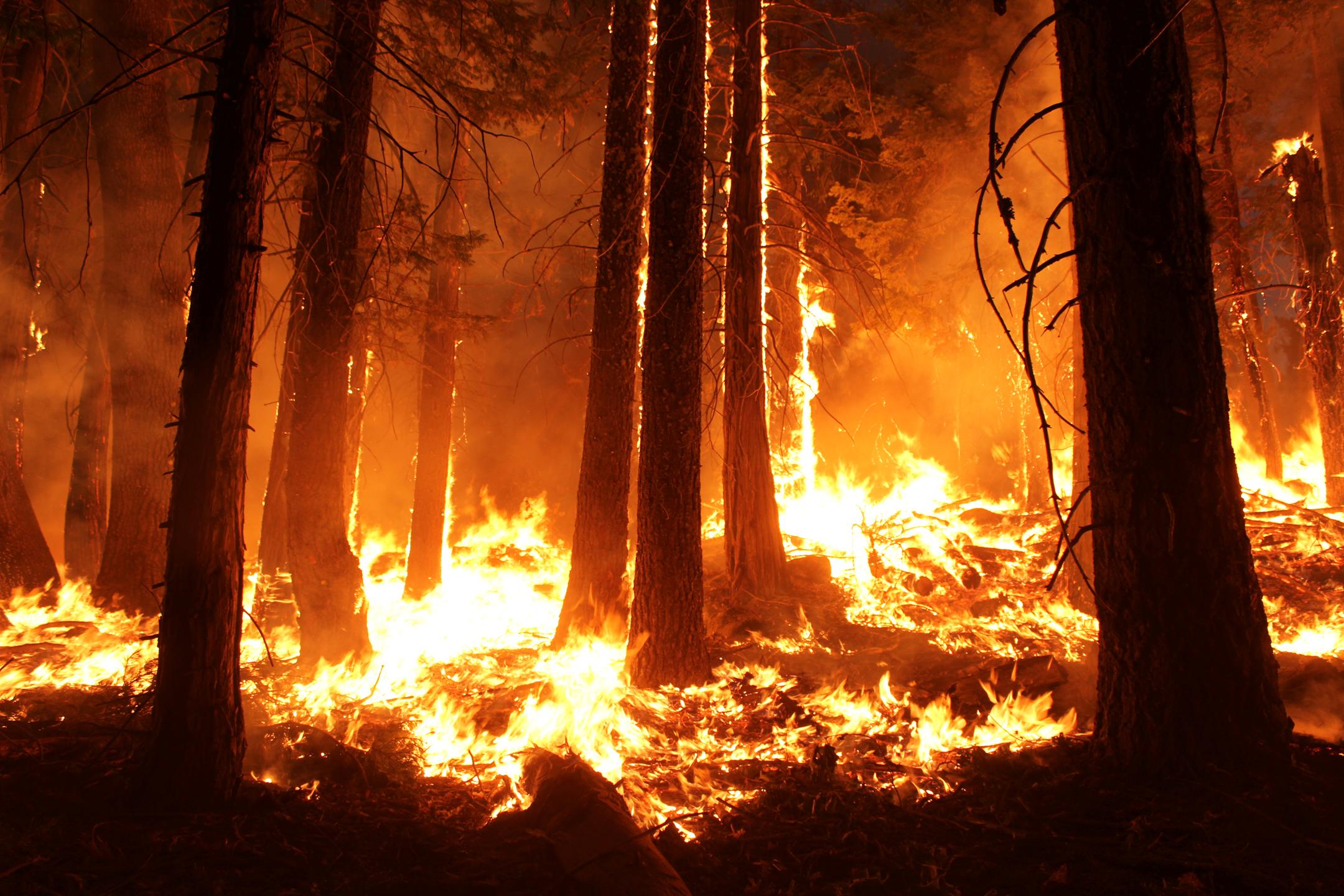Wildfire burning a forest.