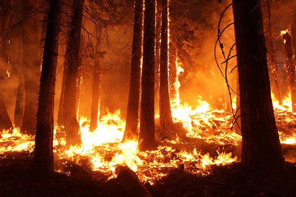 Wildfire burning a forest. 