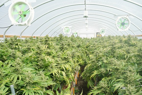 Marijuana growing in a greenhouse with fans overhead