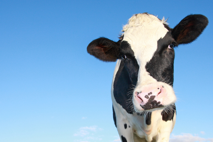 A Holstein cow.