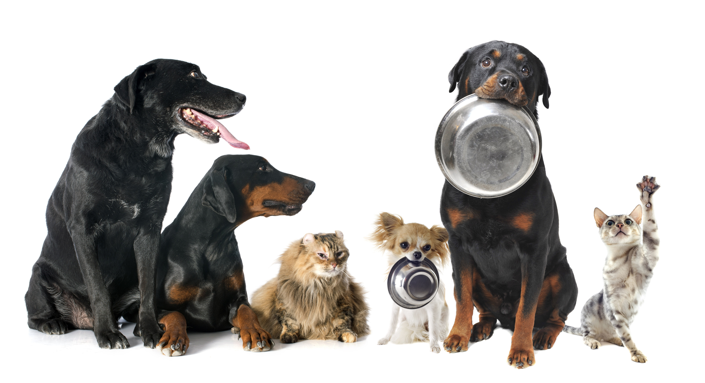 A group of dogs and cats wait for food.