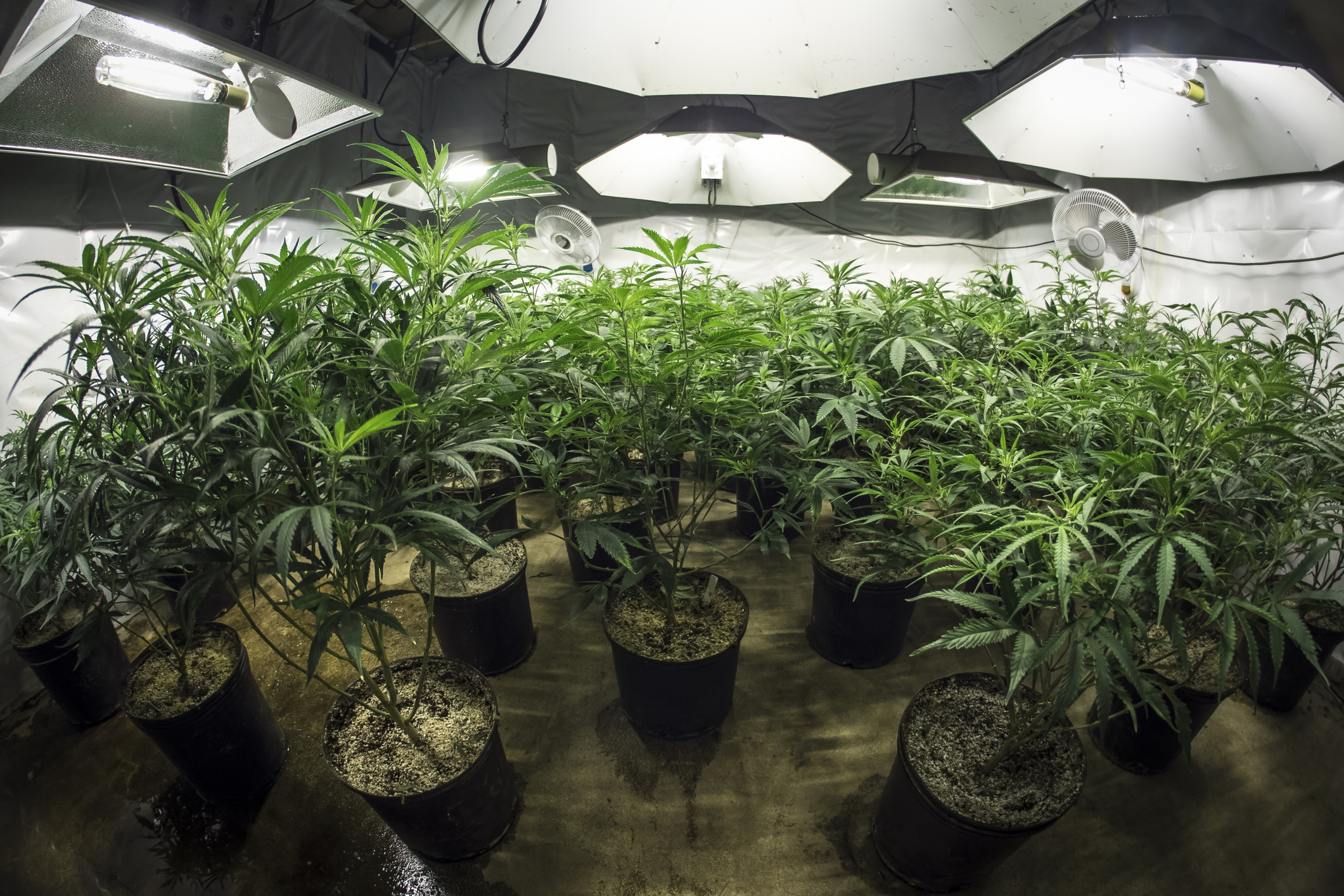 An indoor commercial grow farm with potted cannabis plants under special lighting.
