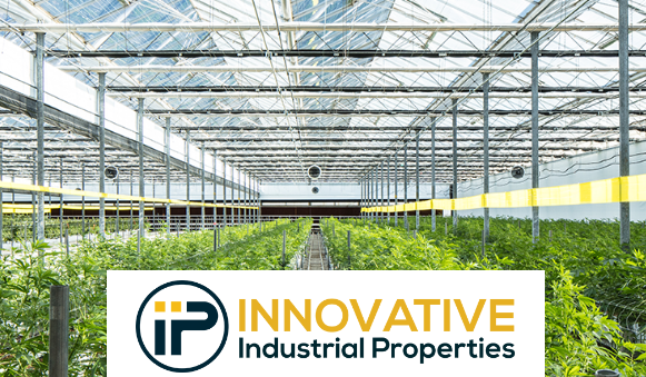 Interior view of a large cannabis greenhouse.