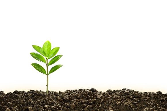 A green sprout in soil.