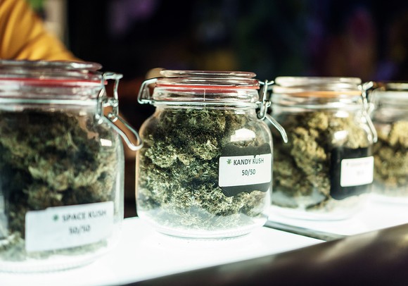 Clear jars filled with various strains of cannabis that are labeled and sitting atop a dispensary store counter. 