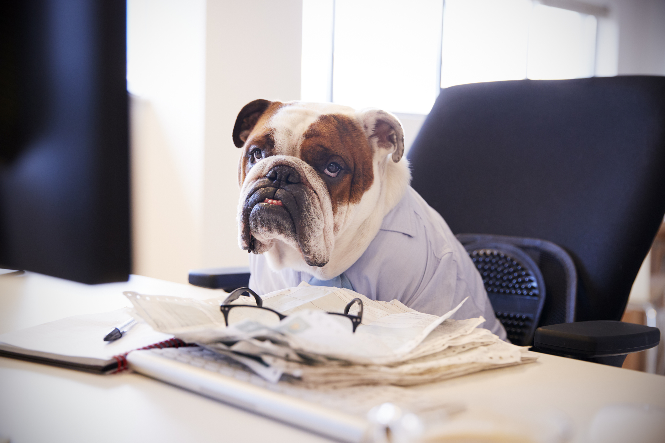 Bulldog Dressed As Businessman Works At Desk On Computer