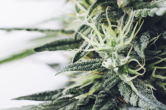 Marijuana flower. 