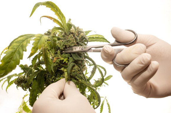 Hands holding scissors trimming cannabis plant