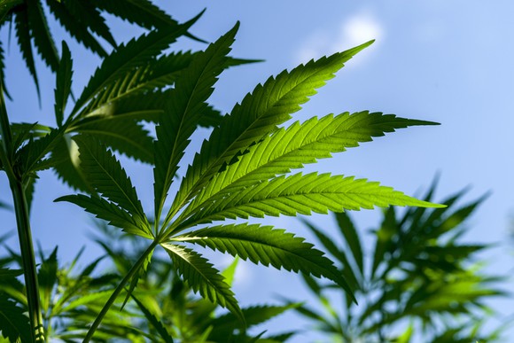 Close-ups of several marijuana plants with blue sky in background.