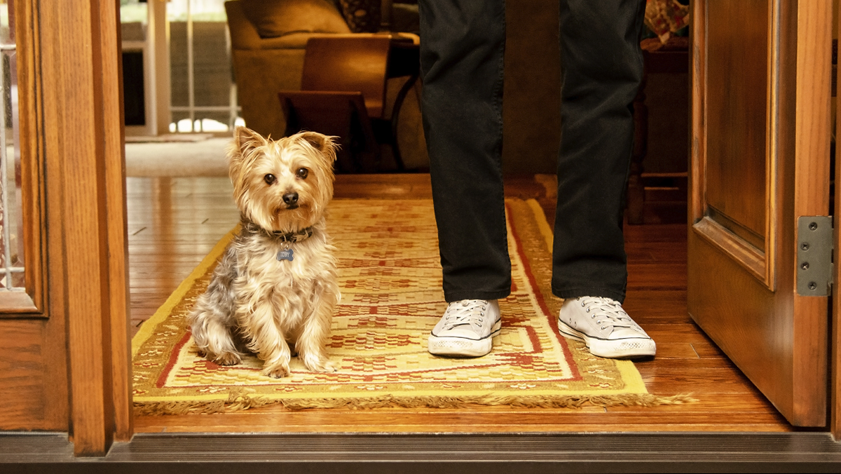 A dog sitting in the doorway with its owner standing nearby.