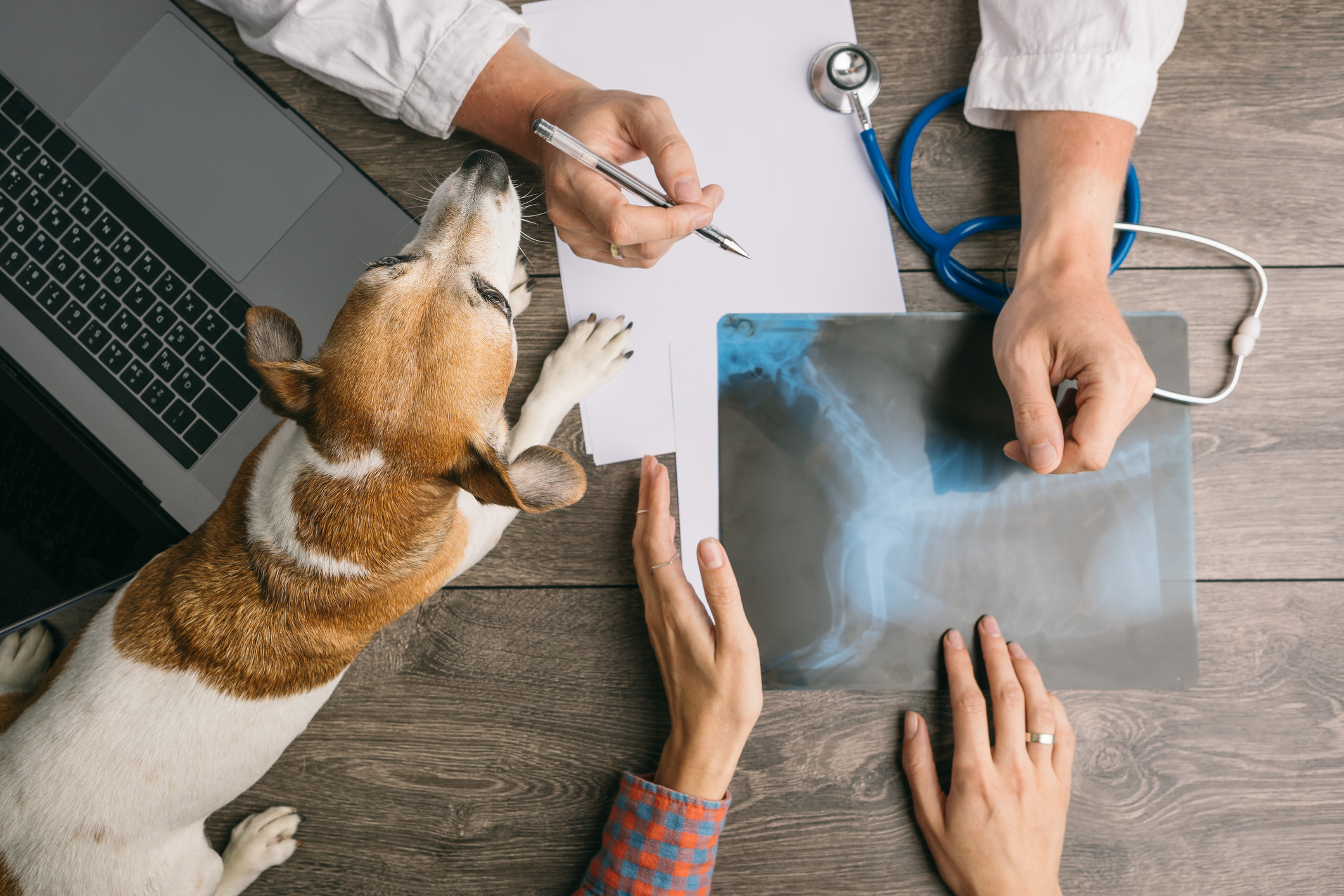 Veterenarian reviewing an x-ray on desktop while dog watches