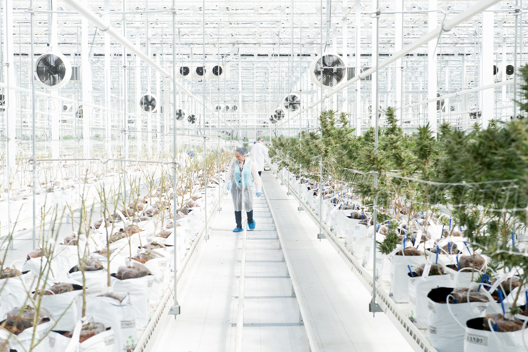 Hexo employees in the company's grow facility.