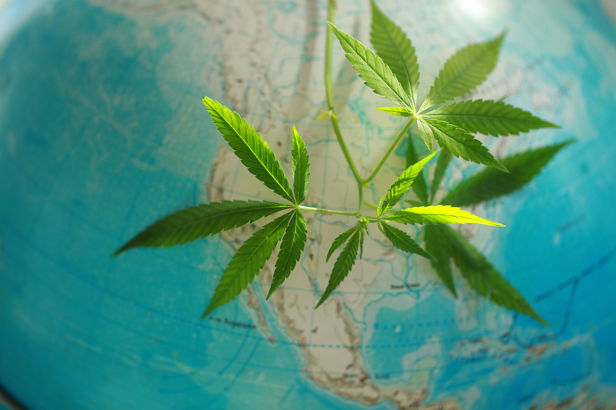 A globe with a marijuana leaf hanging over North America