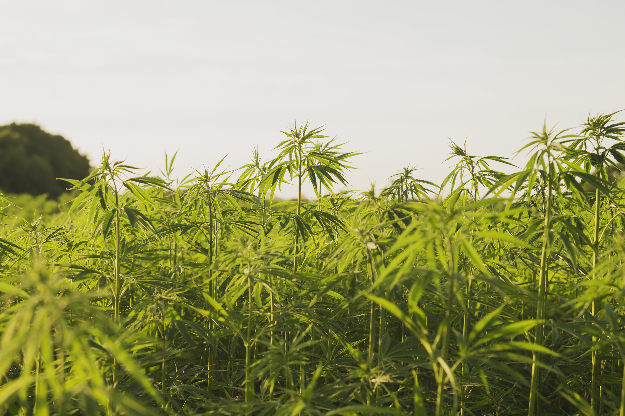 Marijuana field