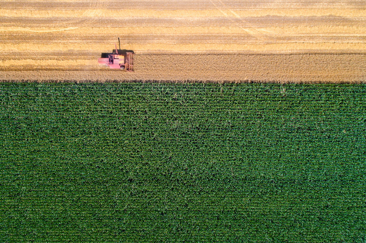 A bird's-eye view of a corn field.
