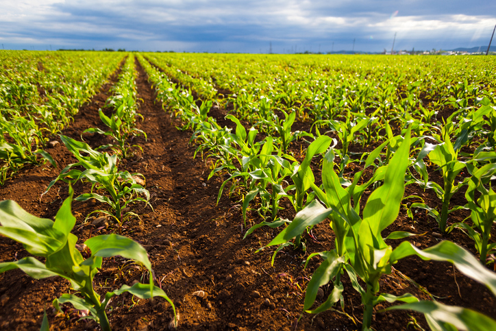 Rows of young corn plants.