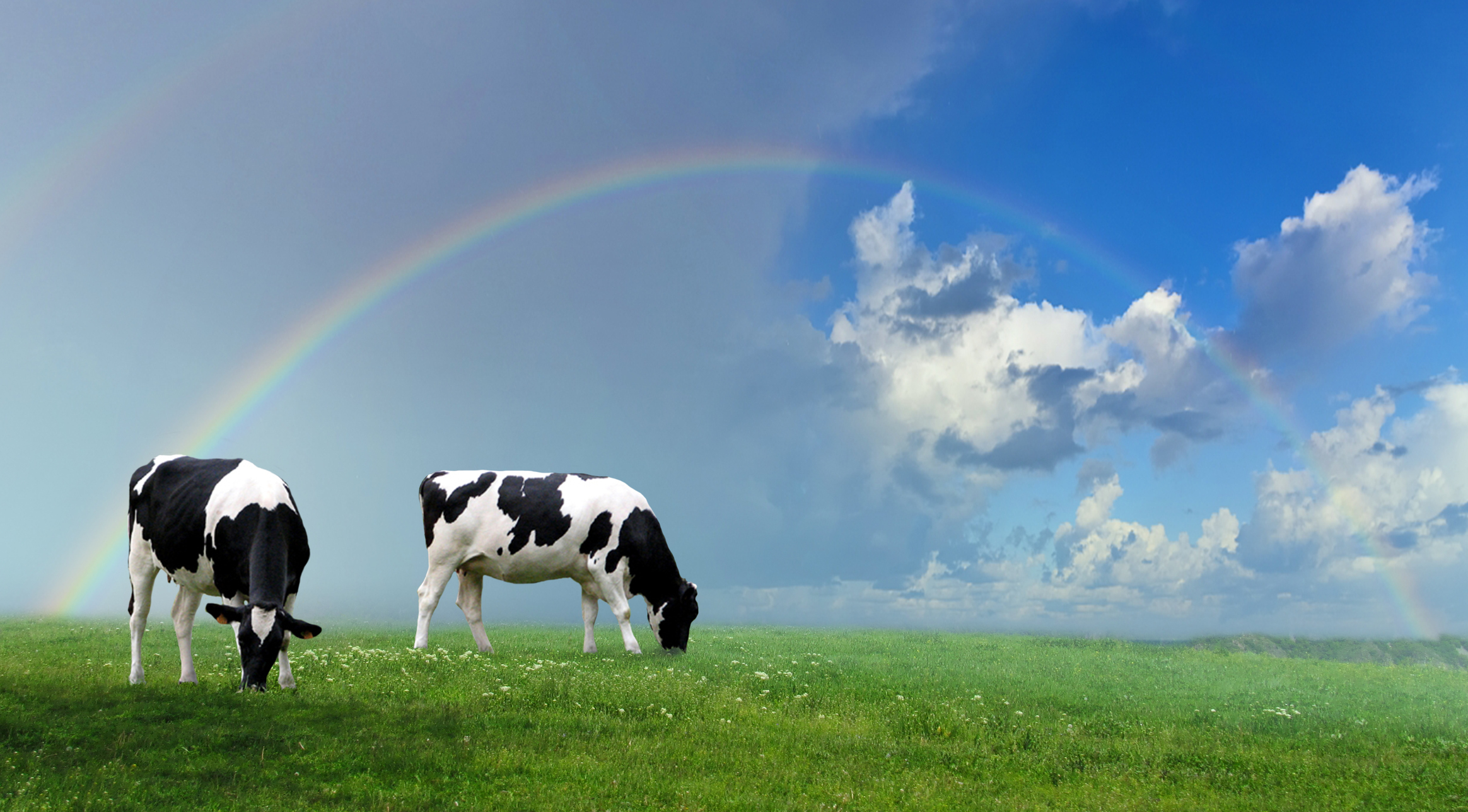 Two cows grazing in a field under a rainbow