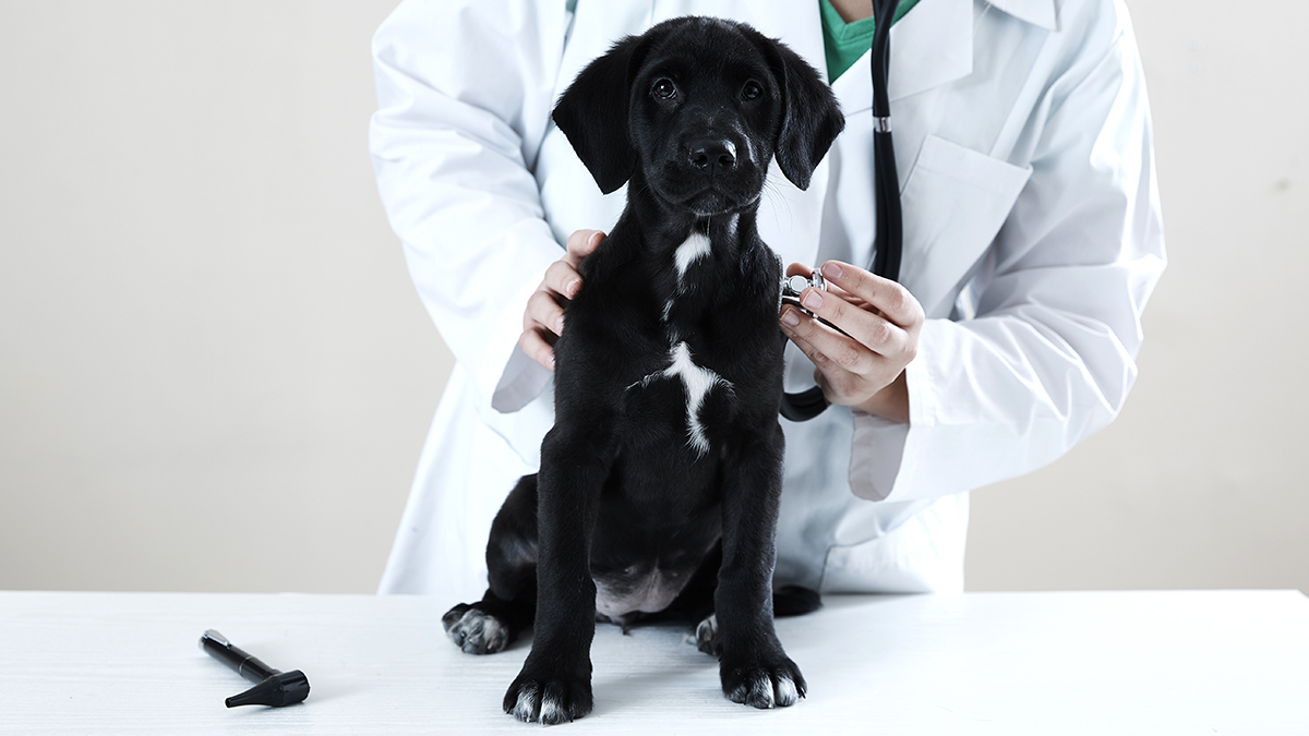 A vet performing an examination on a black puppy.