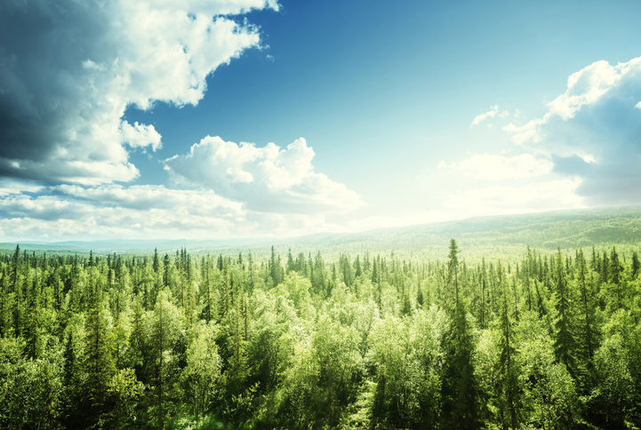 A pine forest.