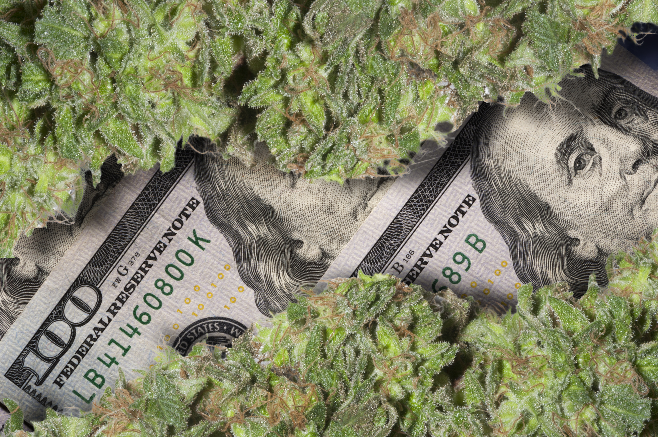Two rows of dried cannabis buds lying atop neatly arranged hundred-dollar bills.
