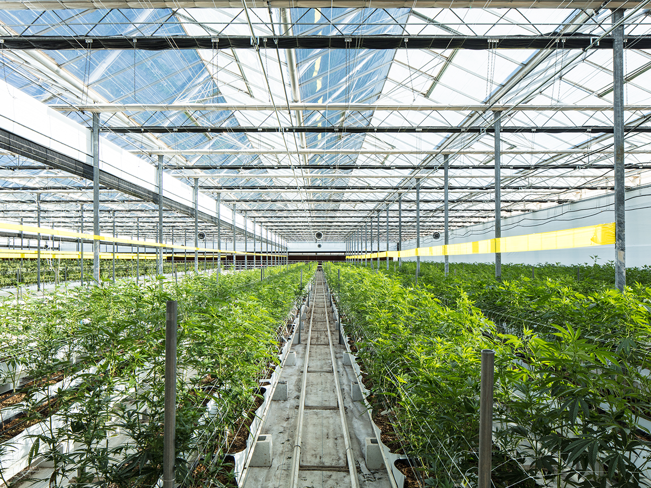 Indoor greenhouse facility with several rows of cannabis plants separated by walkways.