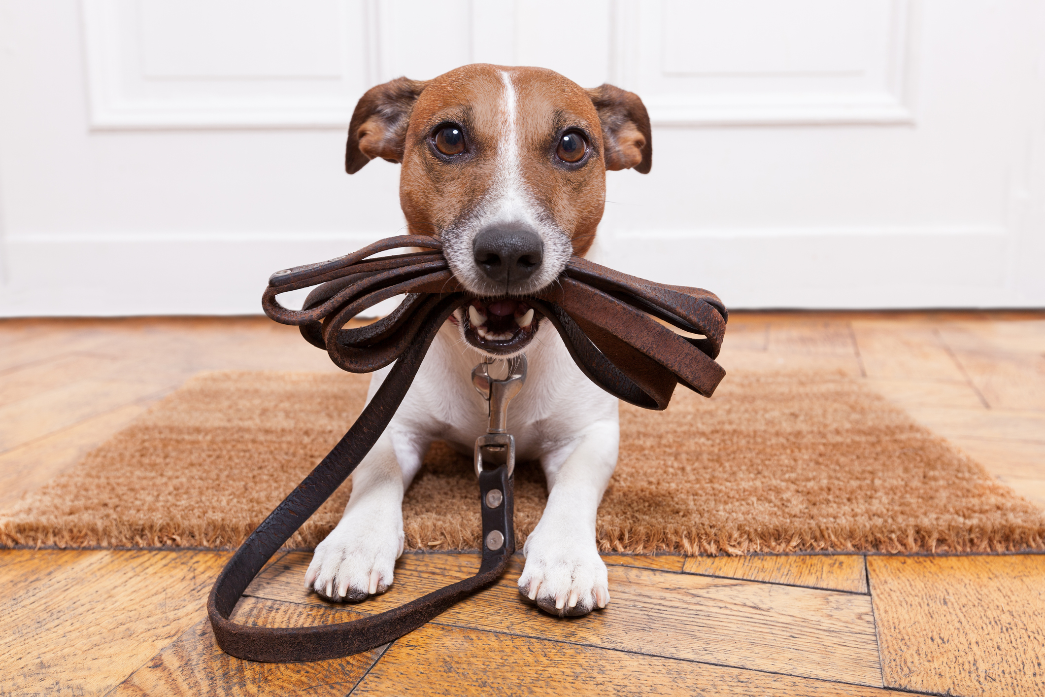 Dog with a leash in its mouth