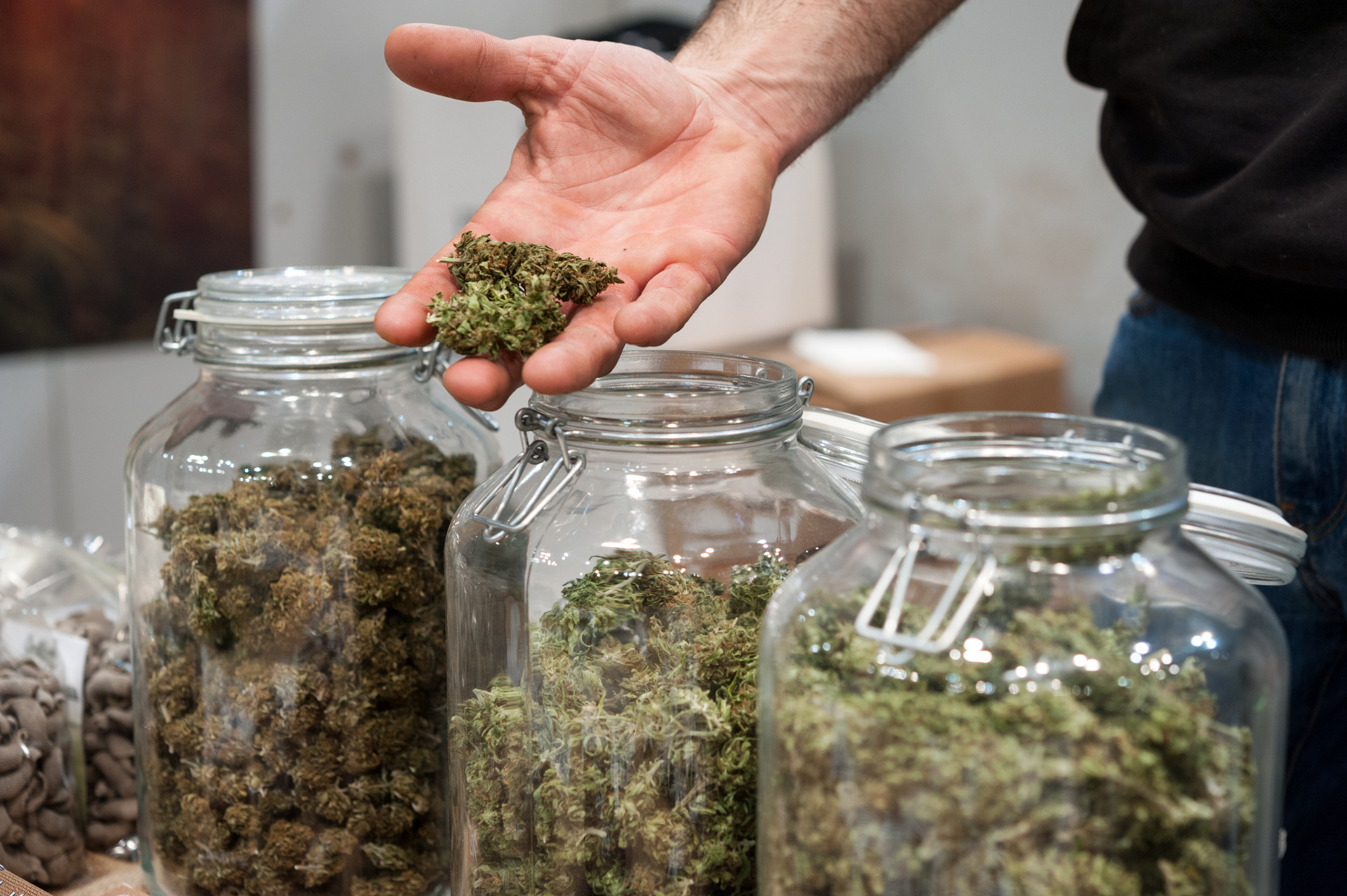 A hand holds marijuana buds in front of three large jars full of buds. 