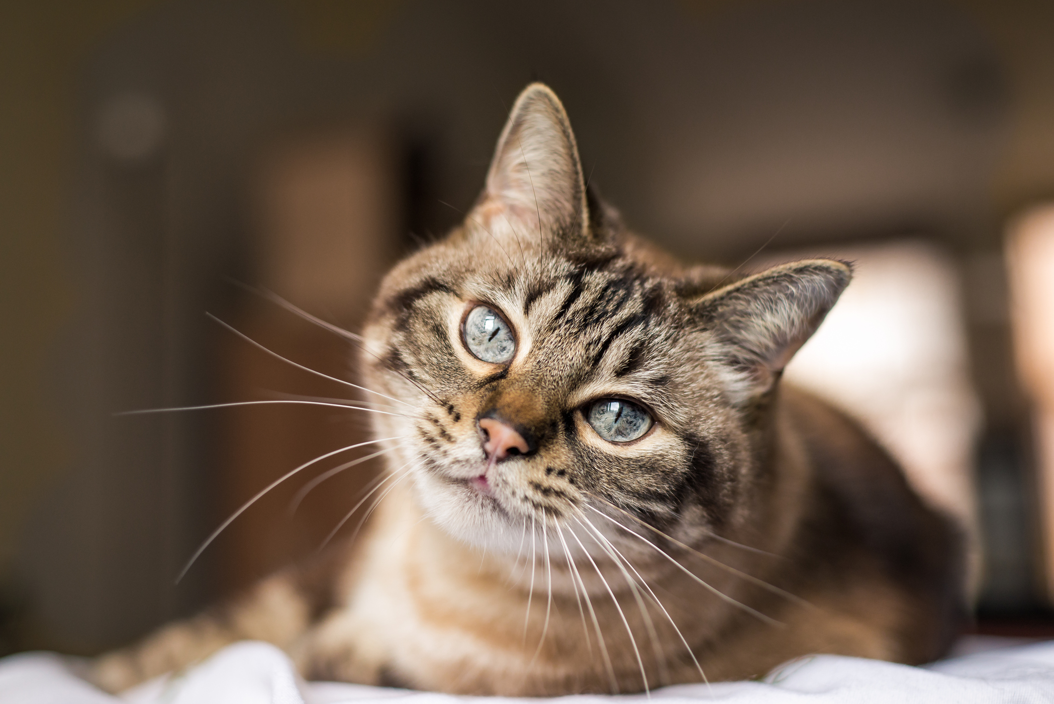 A house cat.