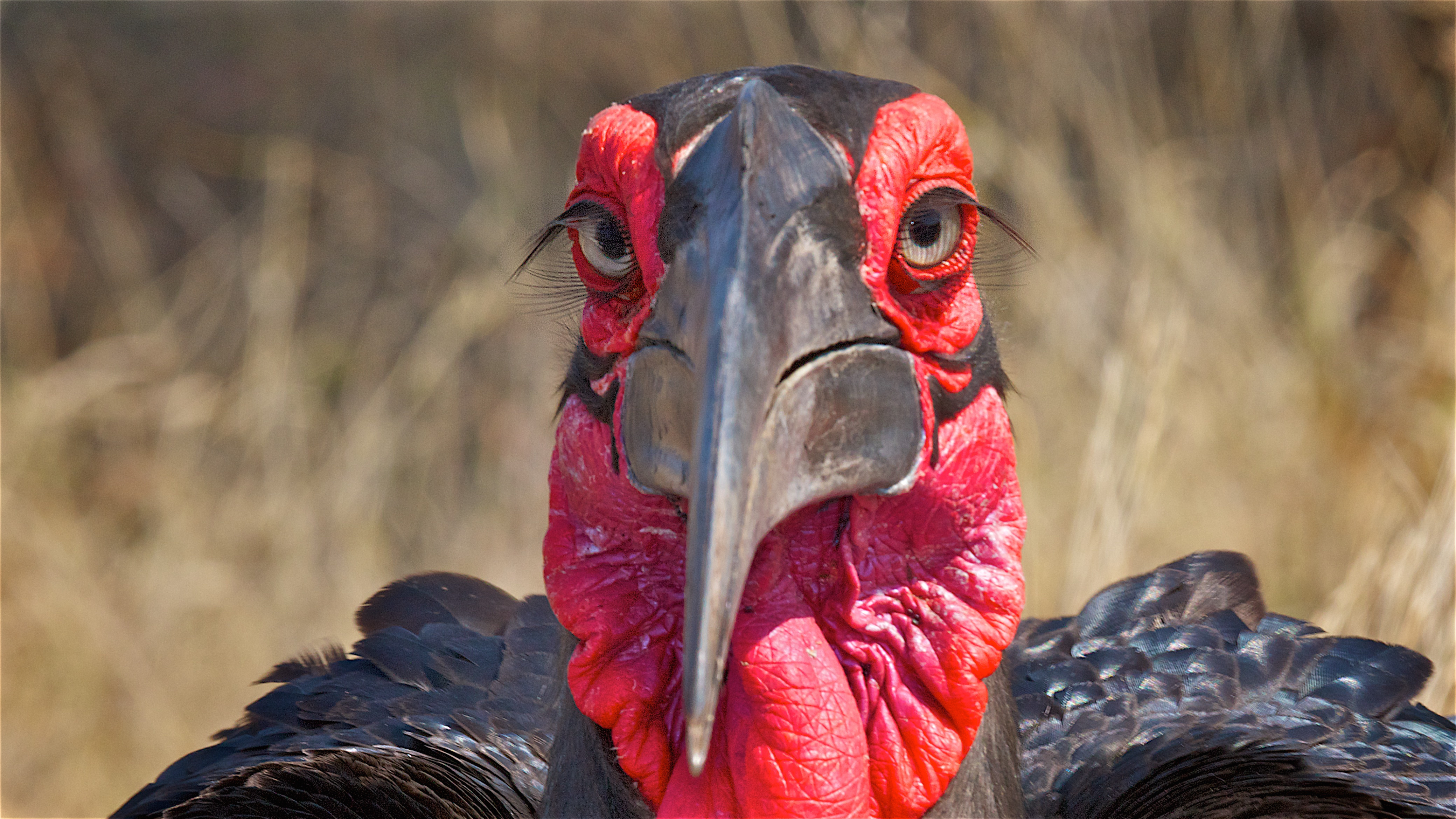 Turkey gazing at camera