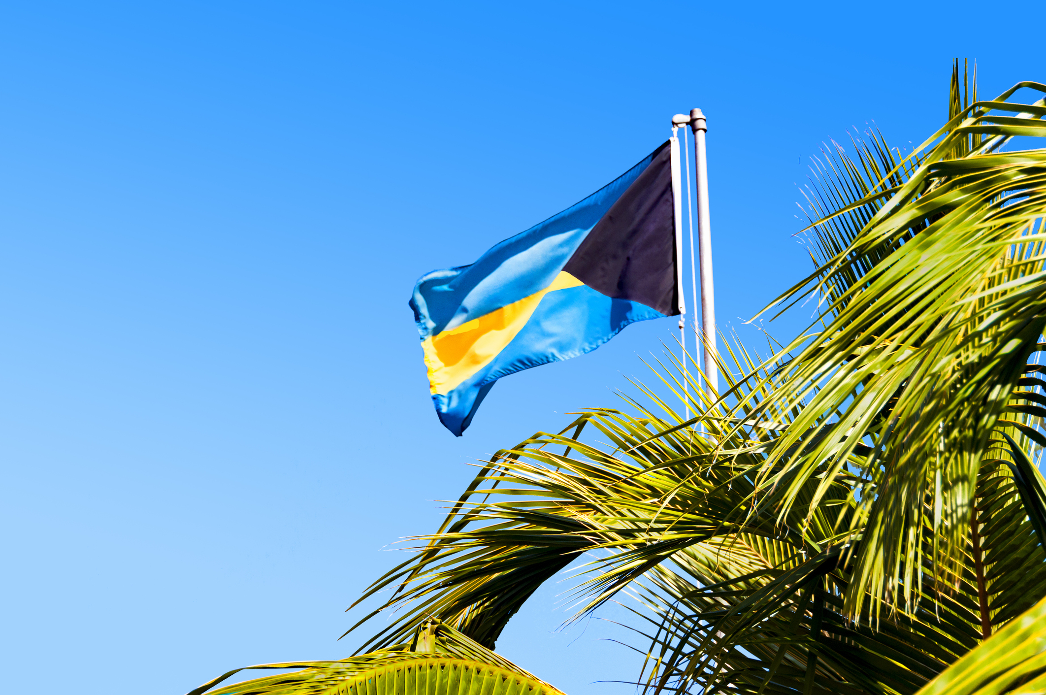 The flag of the Bahamas flutters above palm trees.