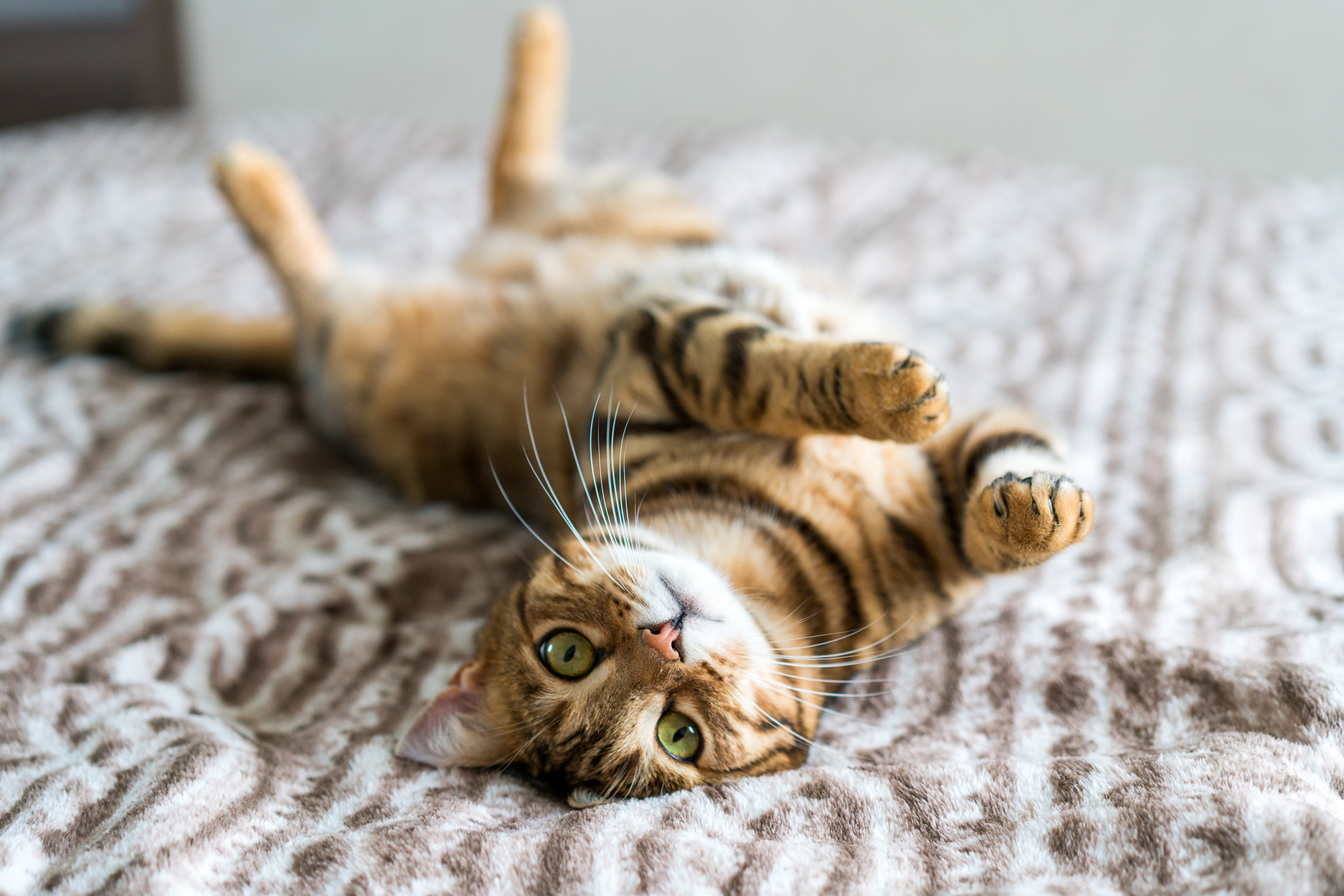 Cat lying on its back on top of a blanket