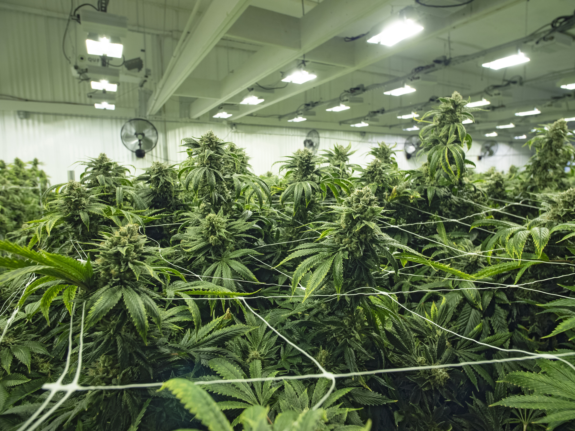 An up-close view of flowering cannabis plants growing in a large indoor farm.