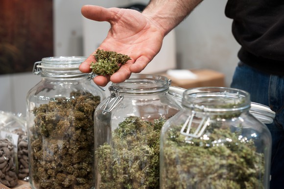 dried cannabis in glass jars