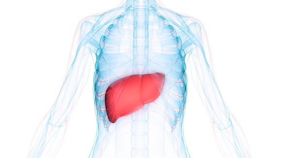 X-ray of a human body showing the placement of the liver in the abdomen.