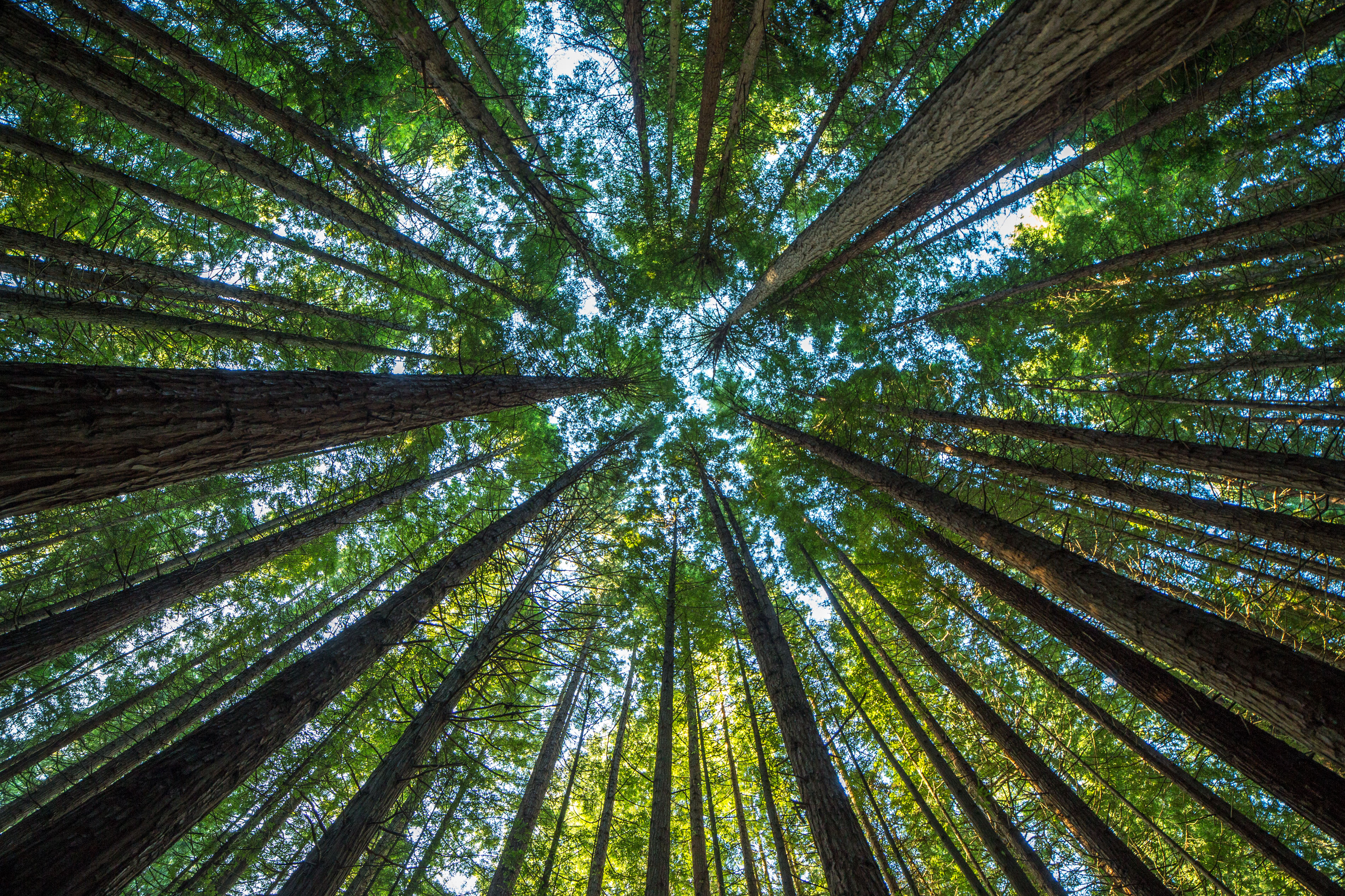 The view from the bottom of a forest of tall trees