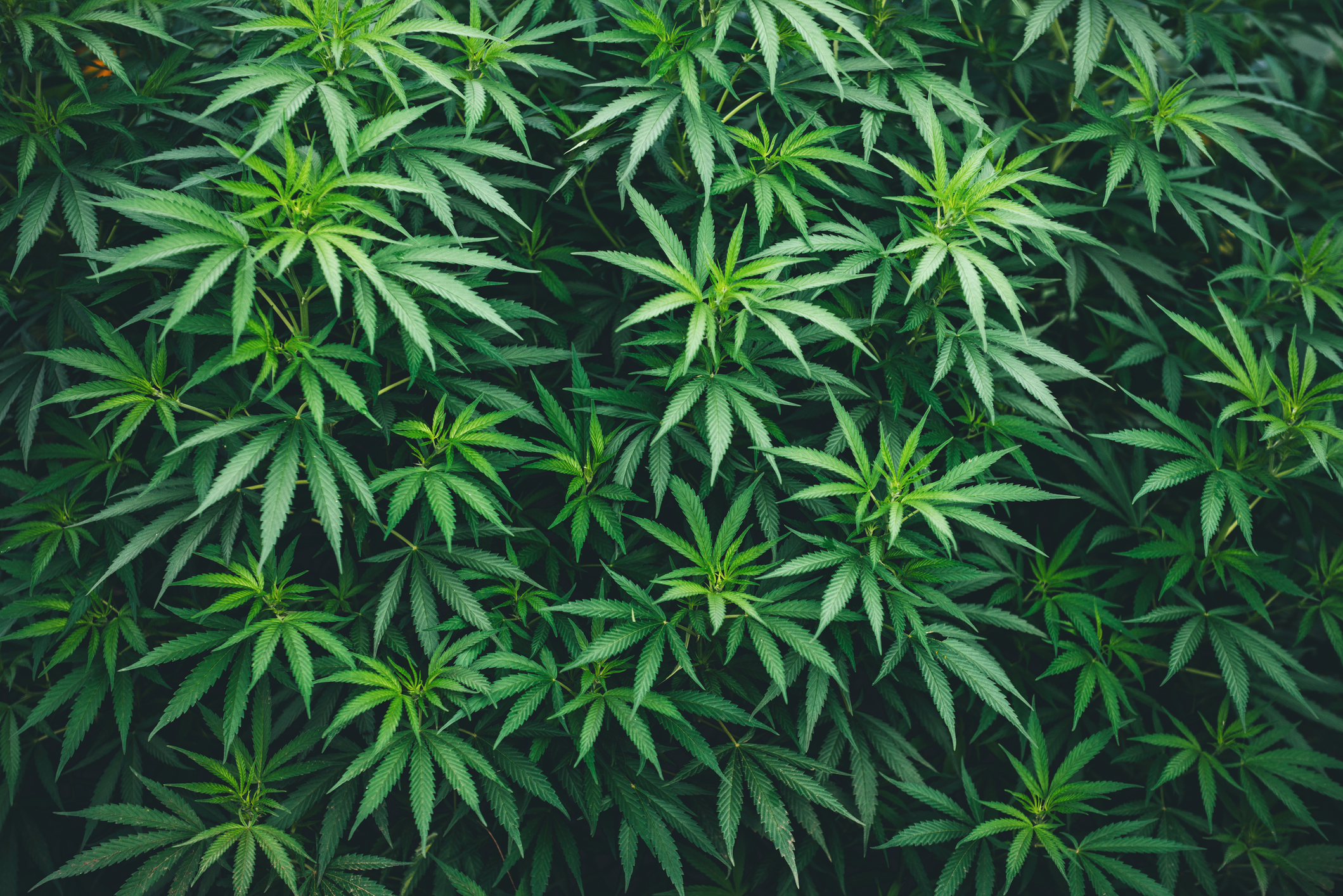 A cluster of cannabis plants.