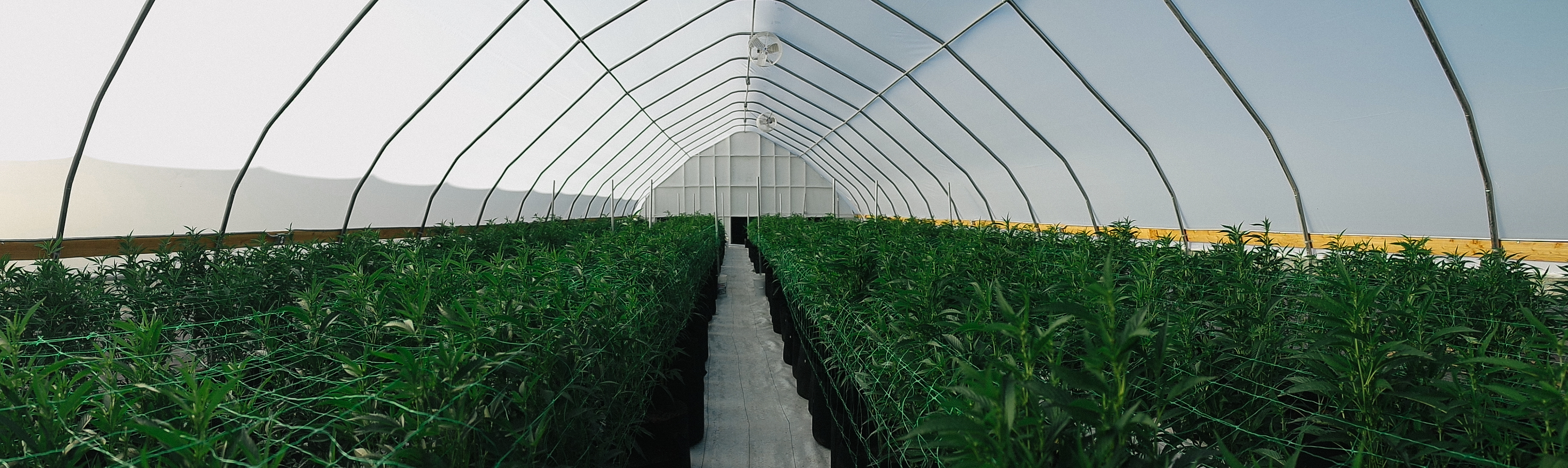 A cannabis greenhouse