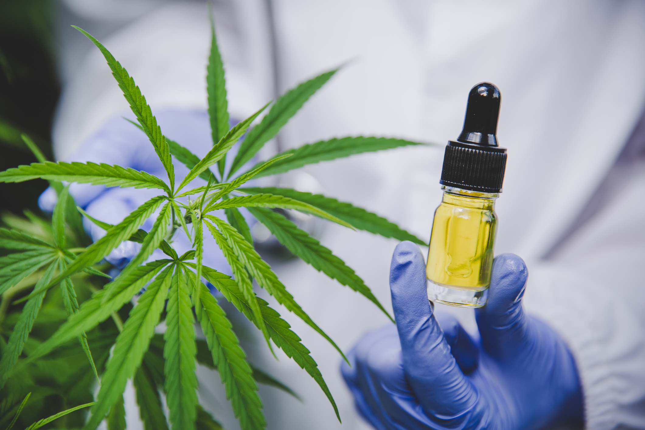 Person in white coat wearing blue gloves holding a bottle of CBD oil next to a cannabis plant.