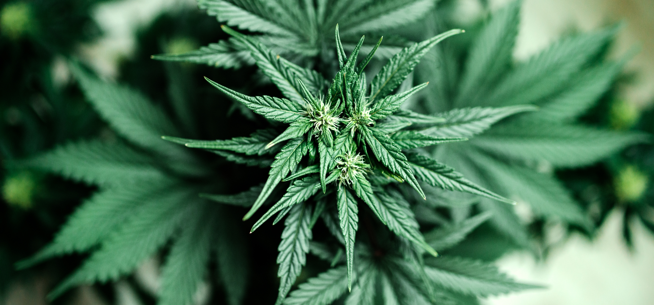 Top view of a flowering marijuana plant.