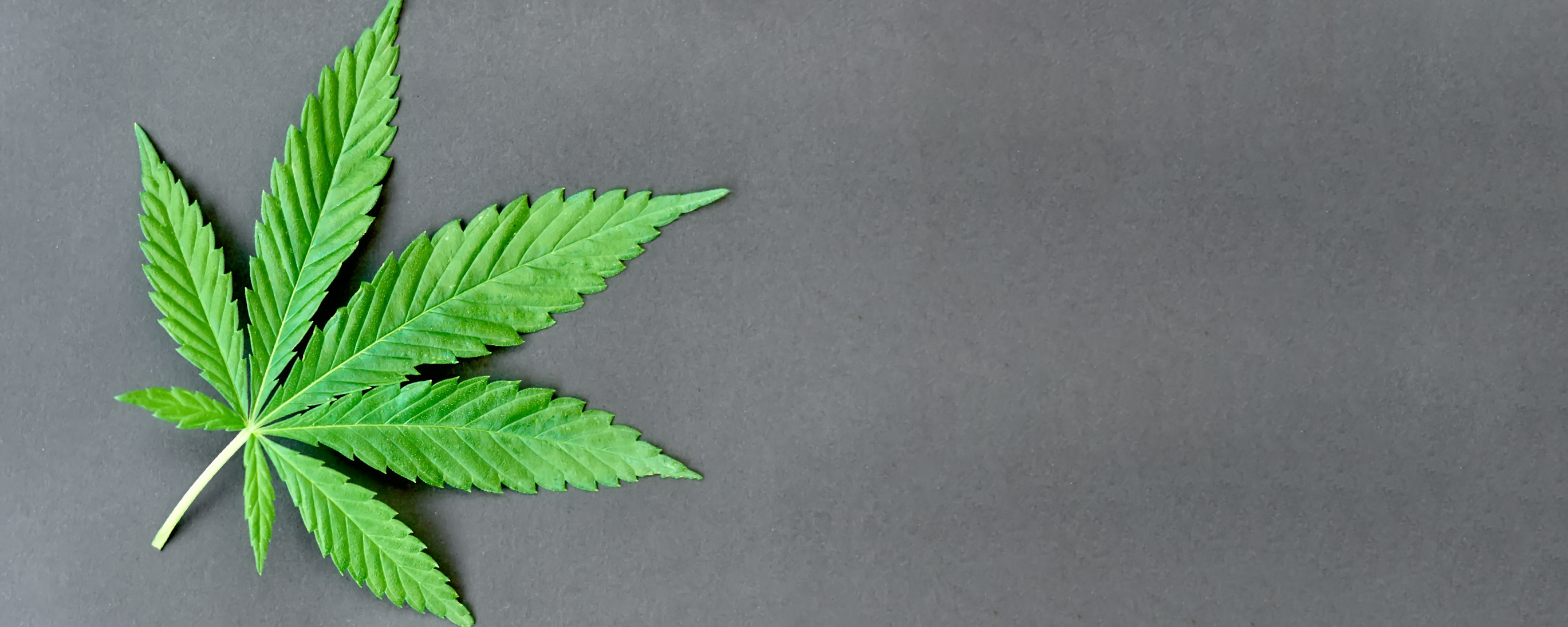 Picture of marijuana leaf
