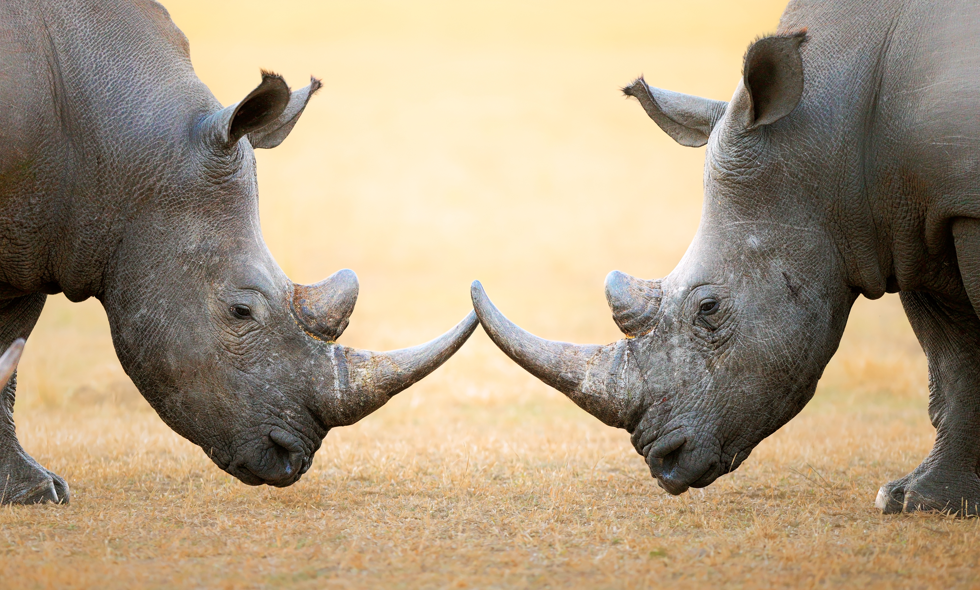 Two rhinoceroses staring at each other, horn to horn