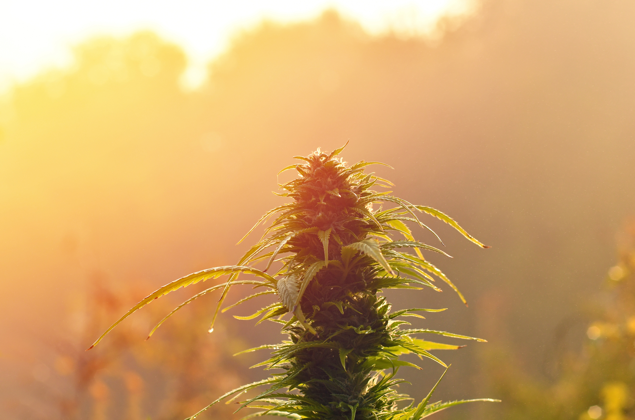 A flowering cannabis plant growing under direct sunlight.