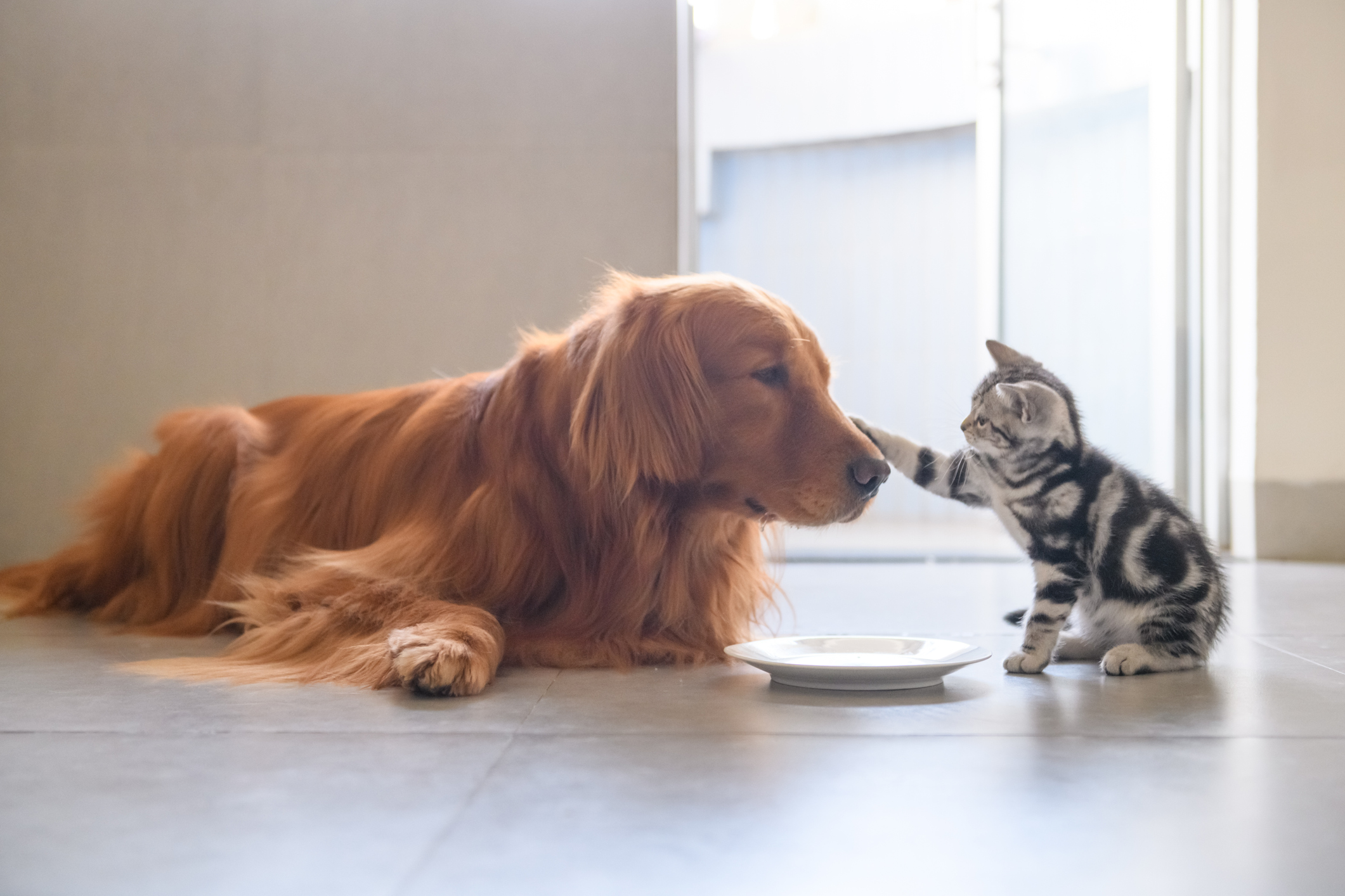 A kitten and golden retriever play as they wait to be fed.