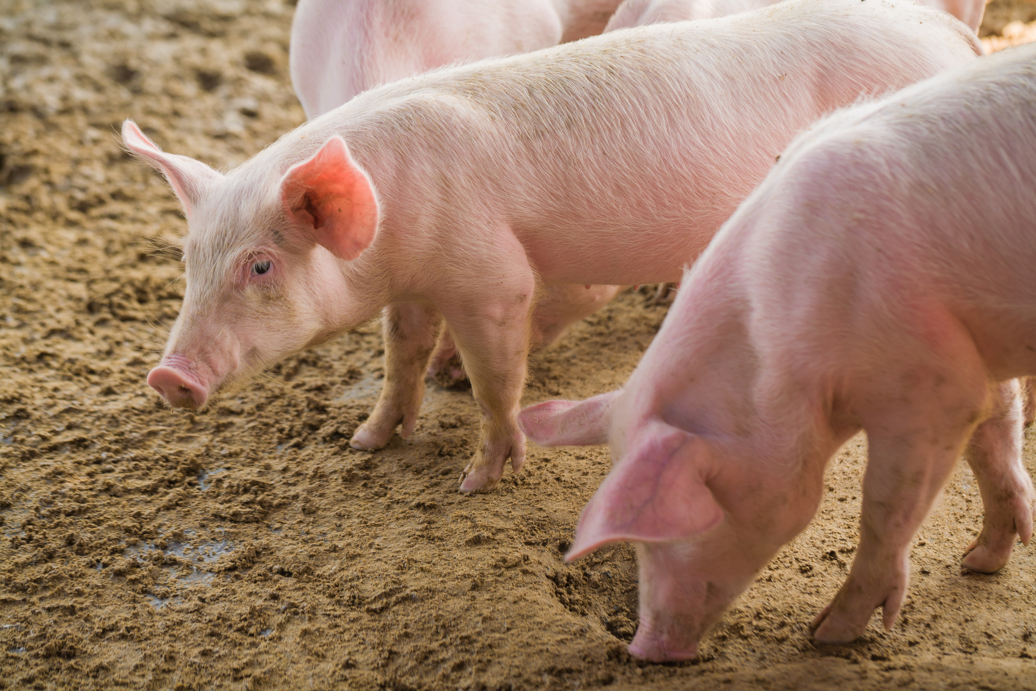 Pigs rooting in dirt