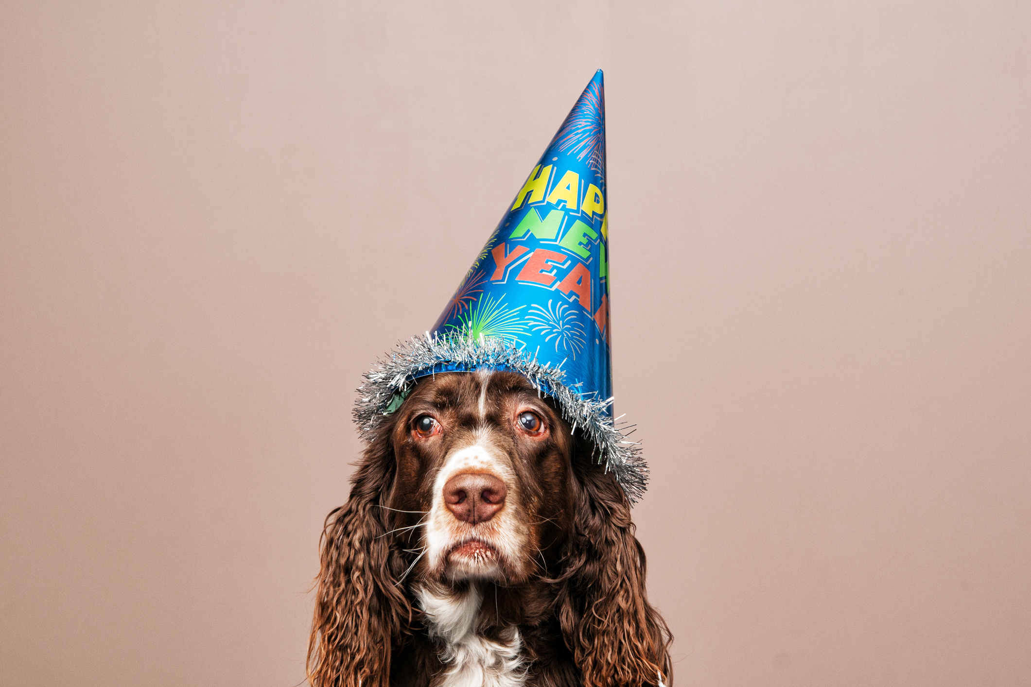 Grumpy dog wearing New Year hat