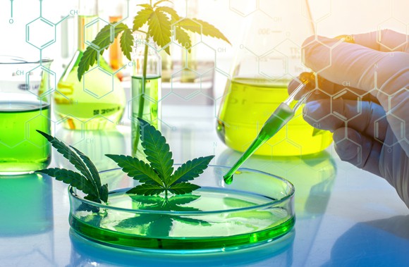 Petri dish with cannabis leaves and dropper taking liquid out of it