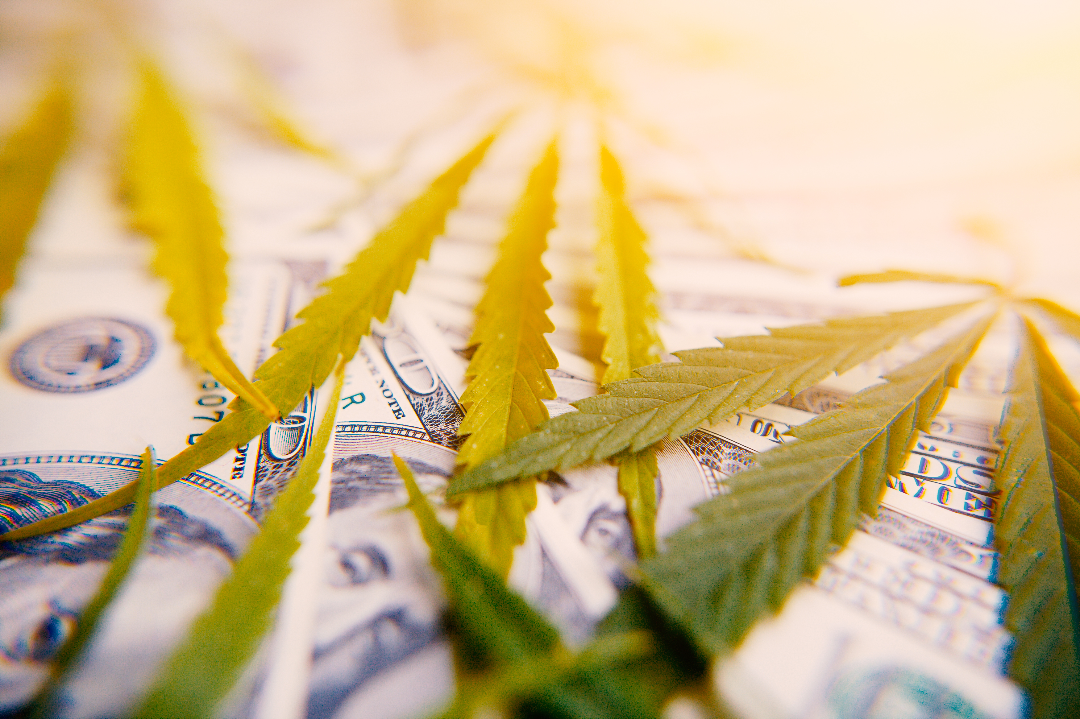 Marijuana leaves on top of one hundred dollar bills.